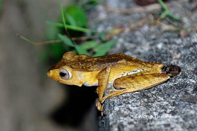(Polypedates otilophus) File-eared Tree Frog