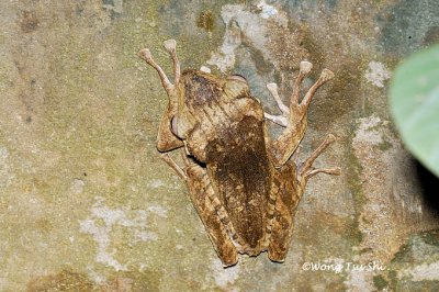 <i>(Polypedates otilophus)</i><br /> File-eared Tree Frog