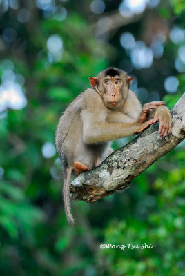 (Macaca nemestrina)Pig-tailed Macaque