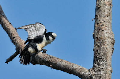 (Microhierax latifrons)*White-fronted Falconet