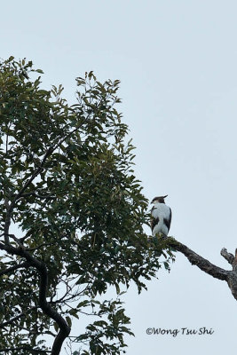 (Lophotriorchis kienerii)Rufous-bellied Hawk-eagle Juvenile