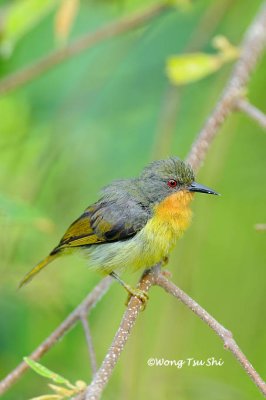 (Chalcoparia singalensis) Ruby-cheeked Sunbird ♀