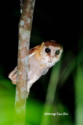 (Phodilus badius) Oriental Bay Owl