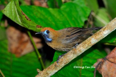 (Macronous ptilosus)Fluffy-backed Babbler