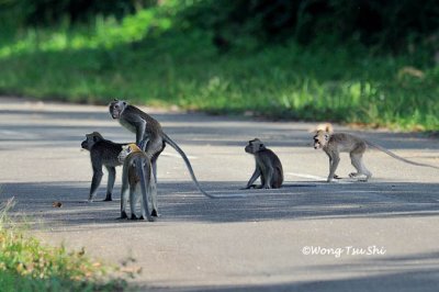 (Macaca fascicularis) Long-tailed Macaque