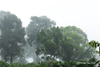 Tabin - Morning mist at Tabin Wildlife Reserve