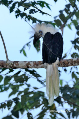 (Berenicornis comatus) White-crowned Hornbill ♂