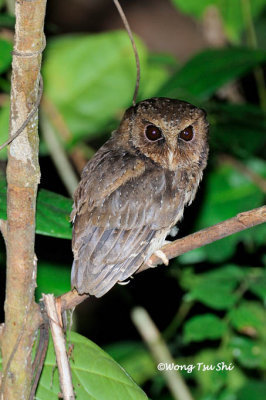(Otus rufescens) Reddish Scops Owl