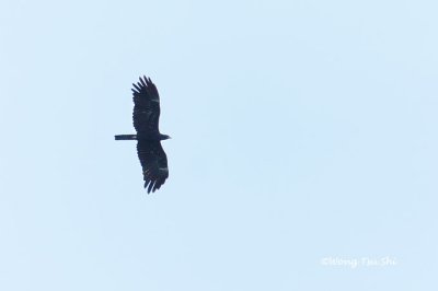 (Ictinaetus malaiensis)Black Eagle