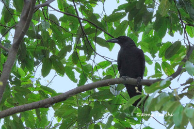 (Corvus enca) Sunda Crow