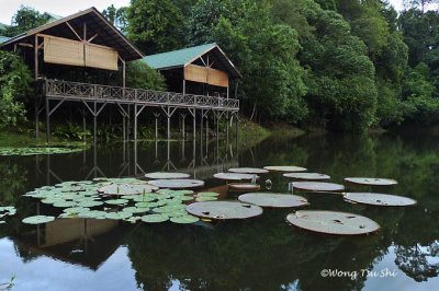 Sepilok - Rainforest Discovery Centre lakeside restaurant