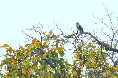 (Cuculus micropterus) Indian Cuckoo ♂