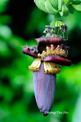 (Musa sp.)Banana flower