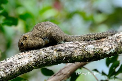 (Callosciurus notatus) Plaintain Squirrel