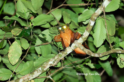 (Petaurista petaurista) Red Giant Flying Squirrel