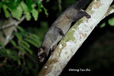 (Paradoxurus hermaphroditus) Comon Palm Civet