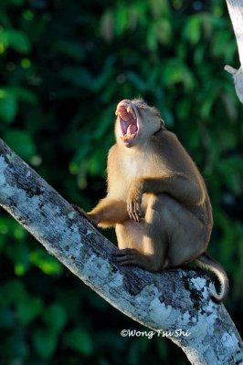 (Macaca nemestrina)Pig- tailed Macaque