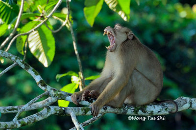 (Macaca nemestrina)Pig- tailed Macaque