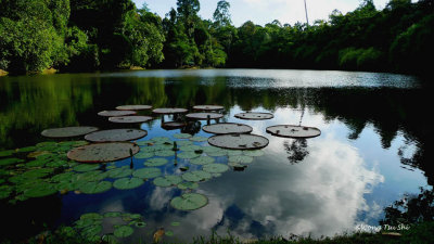 Sepilok - Water lily on the RDC lake