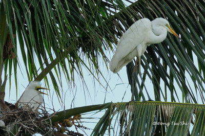 (Ardea modesta) Eastern Great Egret
