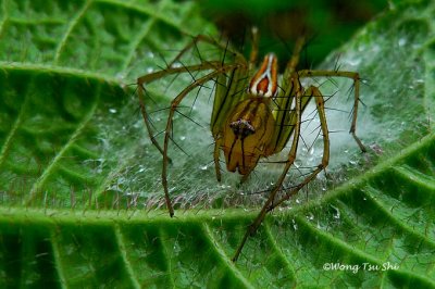 (Oxyopes sp.)[L] ♀