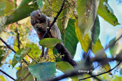 (Callosciurus baluensis)  Kinabalu Squirrel