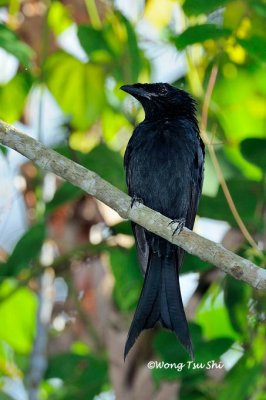 (Dicrurus paradiseus) Greater Racket-tailed Drongo