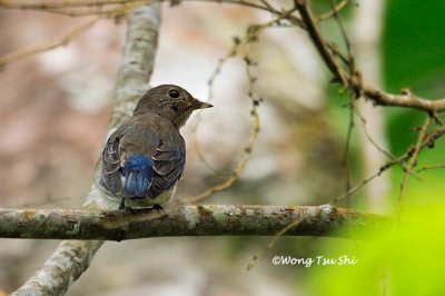 (Cyanoptila cyanomelana) Blue-and-white Flycatcher - First Winter ♂