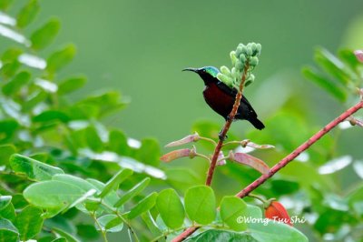 (Leptocoma brasiliana) Van Hasselt's Sunbird ♂