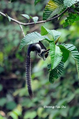 (Ratufa affinis sandakanensis)  Giant Squirrel