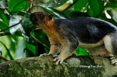 (Ratufa affinis sandakanensis)  Giant Squirrel