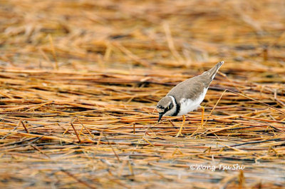 (Charadrius dubius) Little Ringed Plover