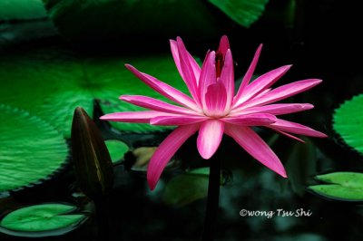 Water lily