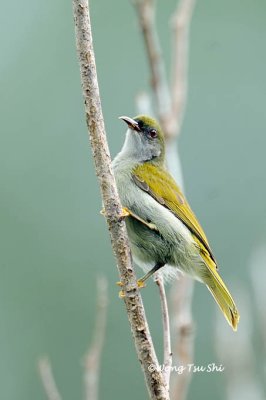 (Anthreptes simplex) Plain Sunbird ♂