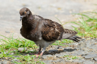 (Columba livia) Domestic Pigeon