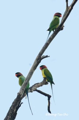(Psittacula longicauda longicauda) Long-tailed Parakeet ♂