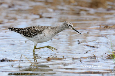 (Tringa glareola) Wood Sandpiper