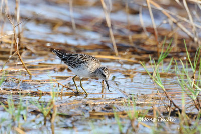 (Calidris subminuta) Long-toed Stint