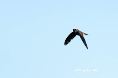 (Aerodramus fuciphagus)Edible-nest Swiftlet