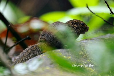 (Sundasciurus lowi) Low's Squirrel