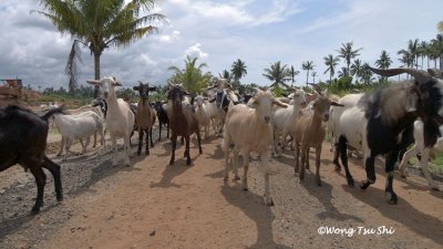 Domestic Goats