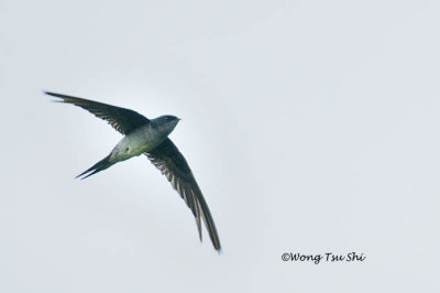 (Hemiprocne longipennis)Grey-rumped Treeswift ♀