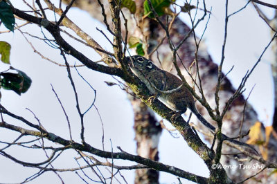 (Sundasciurus jentinki) Jentink's Squirrel