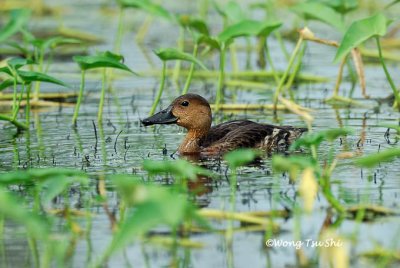 (Dendrocygna arcuata arcuata) Wandering Whistling Duck