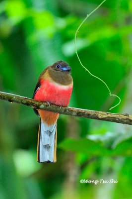 (Harpactes diardii) Diard's Trogon ♀