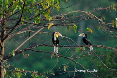 (Rhyticeros undulatus) Wreathed Hornbill