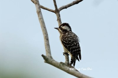 (Picoides moluccensis)Brown-capped Pygmy-woodpecker ♂