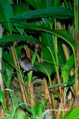 <i>(Mixornis gularis)</i><br />Striped Tit-babbler