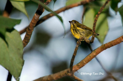 (Prionochilus maculatus) Yellow-breasted Flowerpecker