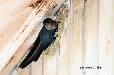 (Collocalia affinis) Plume-toed Swiftlet